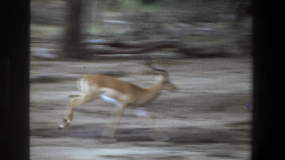 A motion-blurred impala runs across a dirt path in 1969 South Africa 8mm home-movie footage.