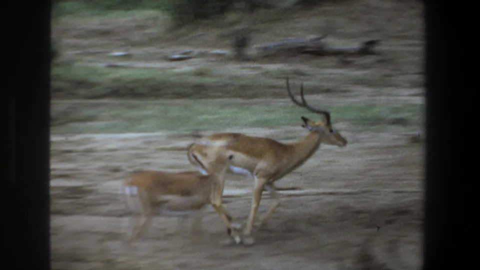 Two impalas run across open ground near brush, one with horns visible, in 1969 Pretoria wildlife home-movie footage.