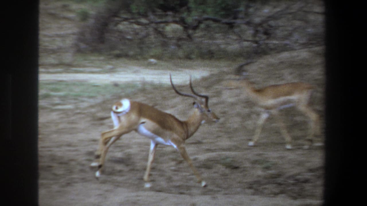 1969 Pretoria home-movie frame showing a horned antelope moving across dry savanna with another antelope in the background.