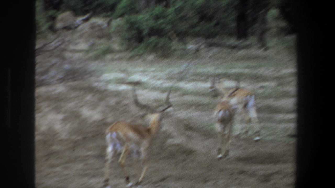 Two antelopes move away across a dry, lightly wooded area.