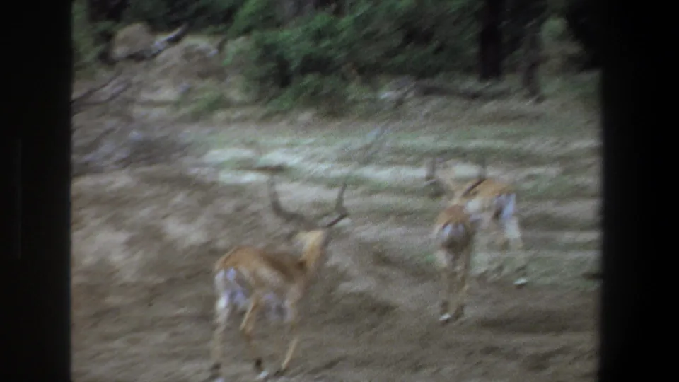 1969 Pretoria footage frame with two antelopes running away through dry soil and sparse vegetation.