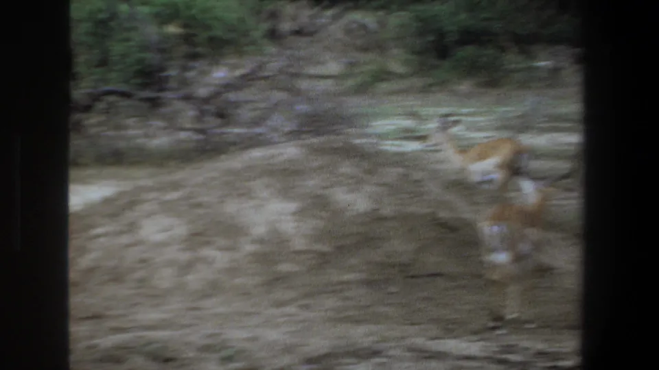 A soft 1969 Pretoria home-movie frame shows antelopes in motion across dusty terrain, partly obscured by dark foreground framing.