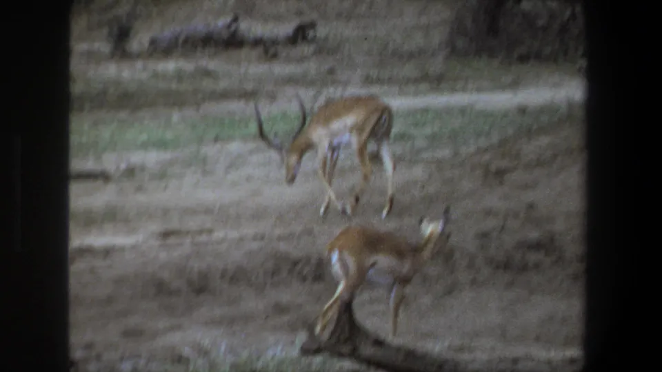 1969 Pretoria frame showing two antelopes on dry open ground, one with visible curved horns, near scrubby vegetation.