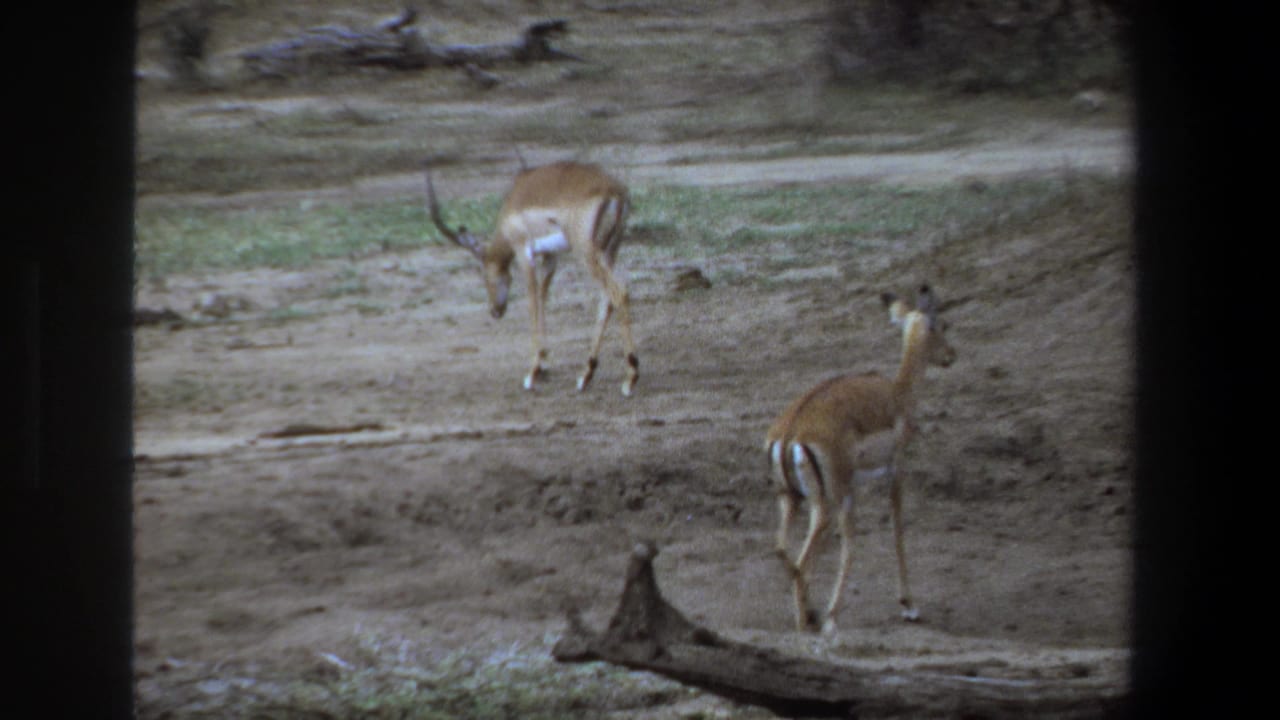 1969 Pretoria home-movie frame showing two gazelles on dry savanna ground, including one with slender horns, seen through dark framing.