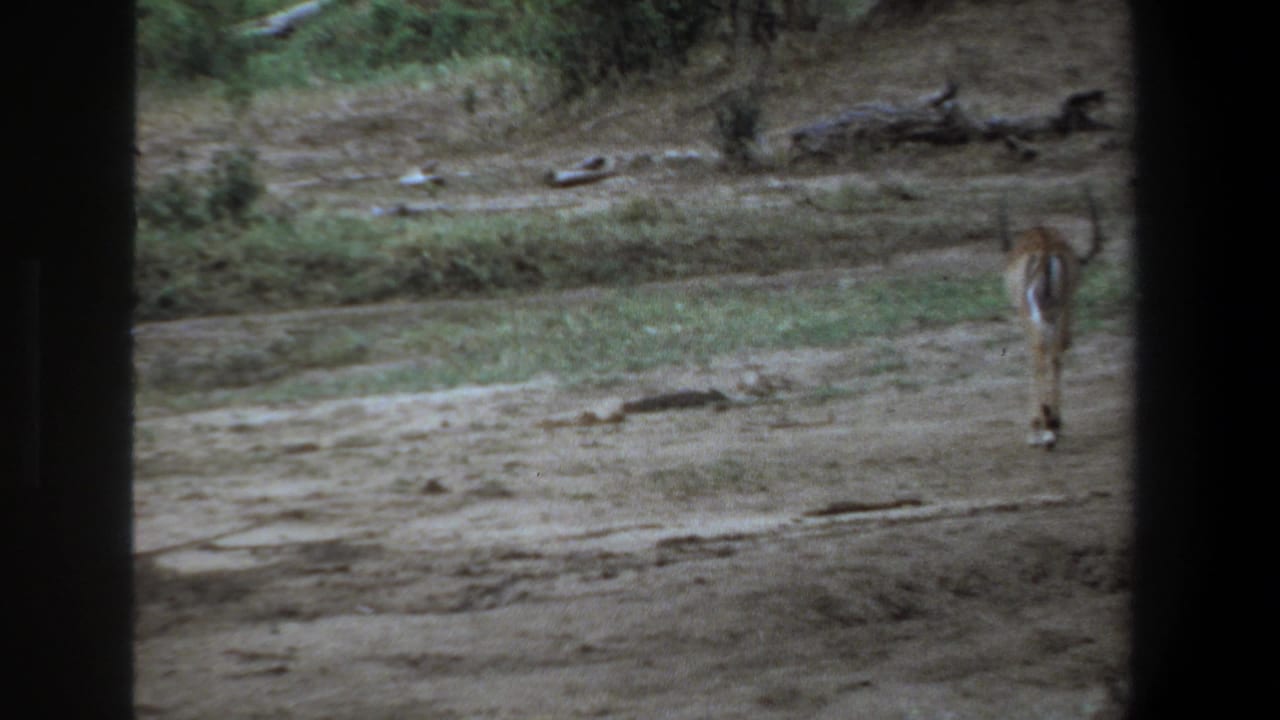 A gazelle walking away across open dusty terrain bordered by low greenery.