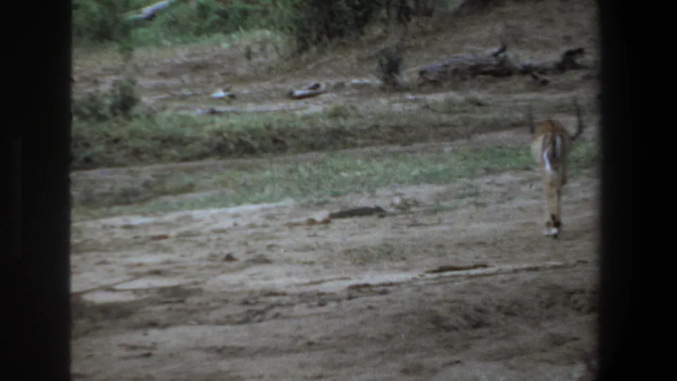 1969 Pretoria wildlife frame with a single gazelle moving away across dry open ground, partially bordered by dark window-like edges.