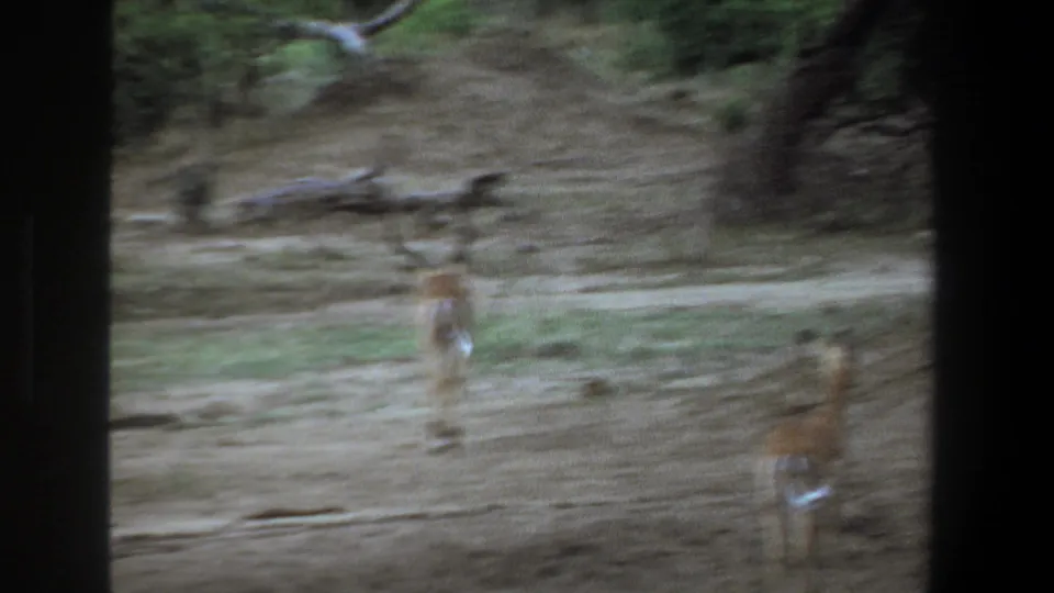Motion-blurred 1969 Pretoria home-movie frame showing gazelles crossing dry ground behind dark vertical framing.