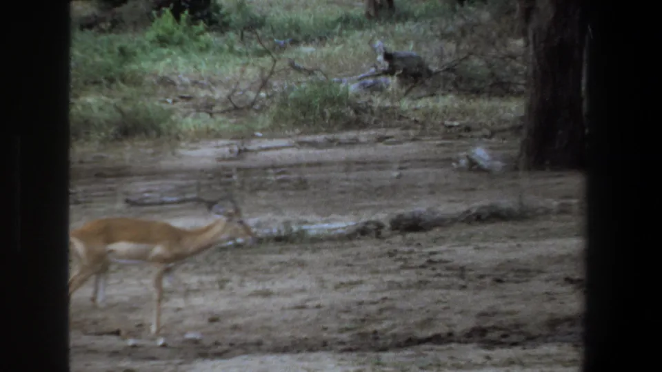 1969 Pretoria frame showing a gazelle with its head lowered near scattered logs, brush, and a tree trunk on dry savanna ground.