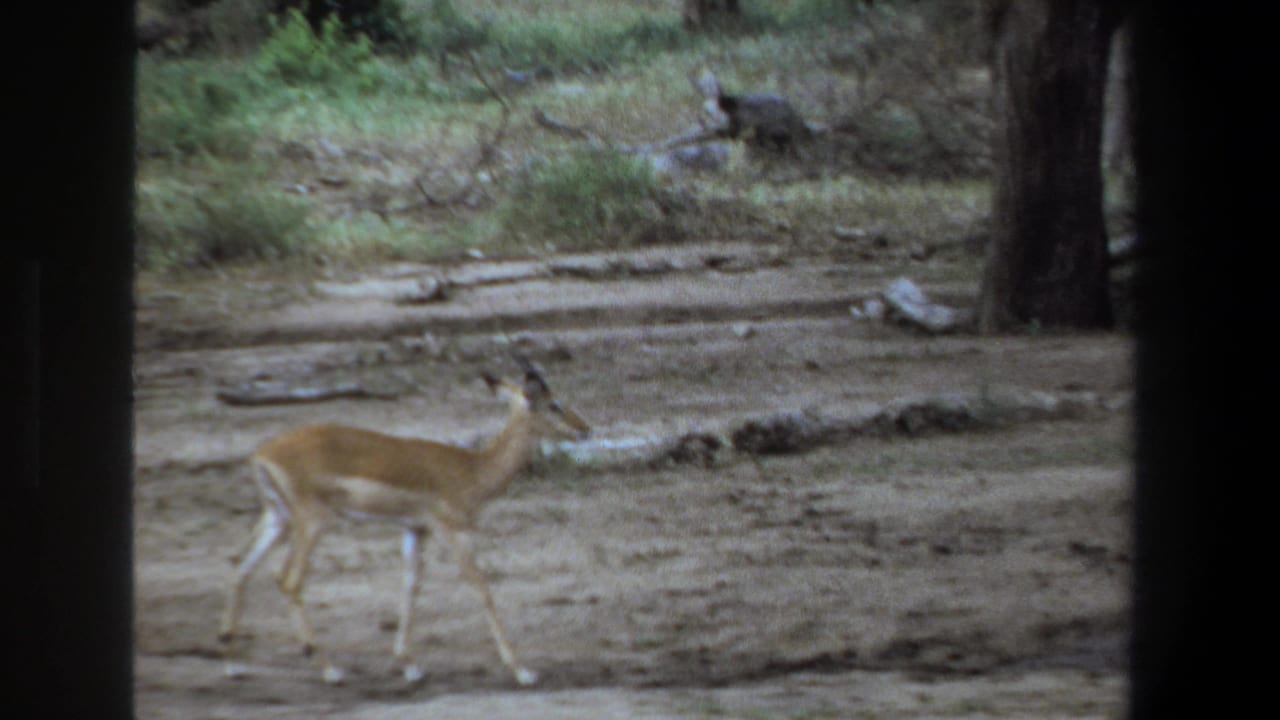1969 Pretoria home-movie frame showing an impala moving through a dry wooded clearing, partly framed by dark vertical edges.