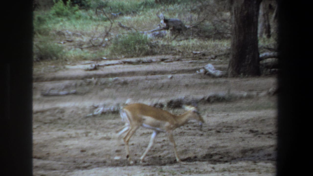 Impala stepping through a dusty open area near trees and brush.