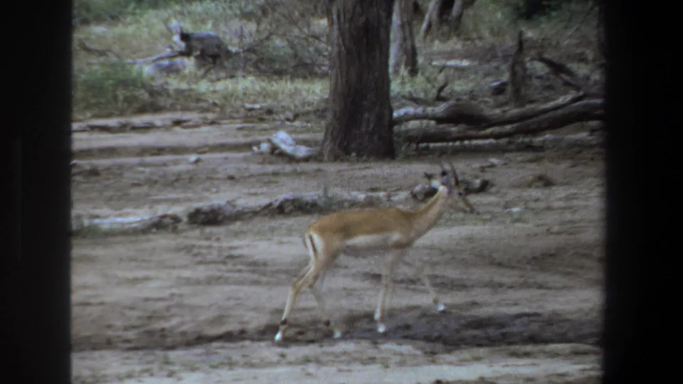 A 1969 8mm frame shows the impala paused or turning in a dry wooded clearing near Pretoria, with logs and scrub behind it.