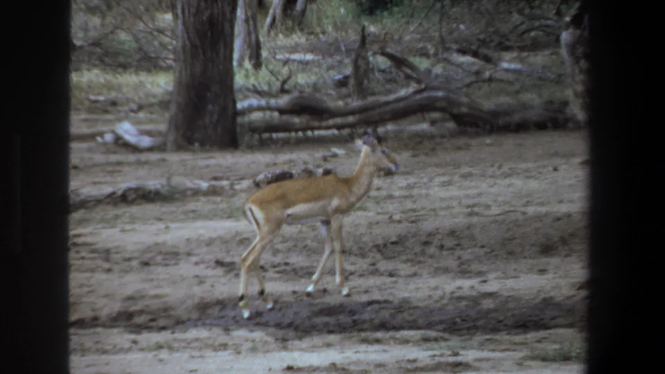 The impala moves farther across the dry habitat, seen through soft 8mm grain and dark edge framing in the Pretoria footage.