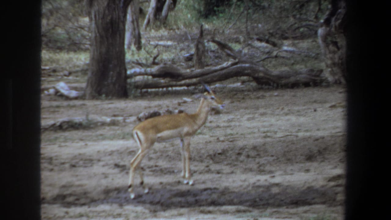 1969 Pretoria home-movie frame showing an impala standing in a dry wooded clearing, seen through dark frame borders.