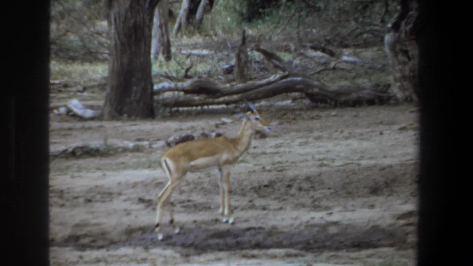 1969 Pretoria home-movie frame showing an impala standing in a dry wooded clearing, seen through dark frame borders.