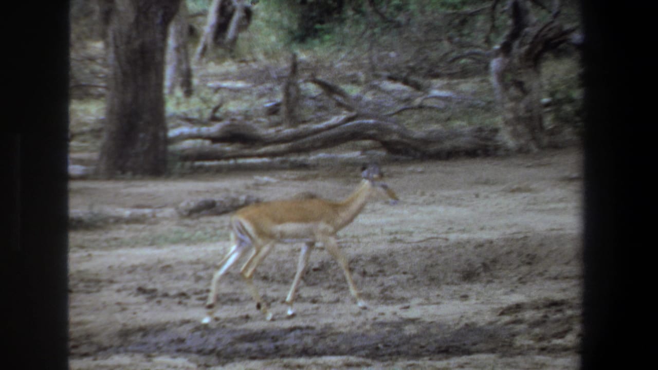 1969 Pretoria footage frame with an impala walking through a dry wooded area, bordered by dark vertical film edges.