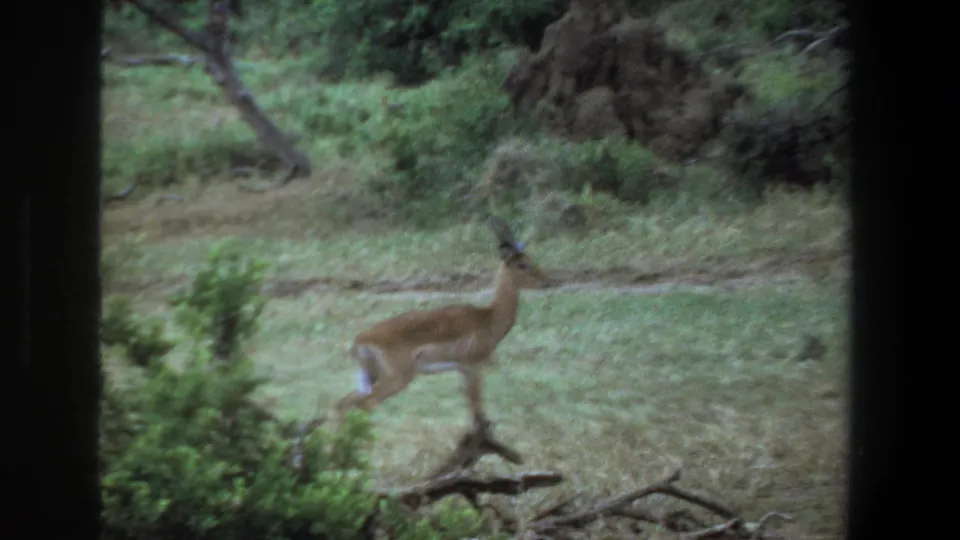 1969 Pretoria home-movie frame showing an impala in grassland near shrubs, branches, and a termite-like mound.