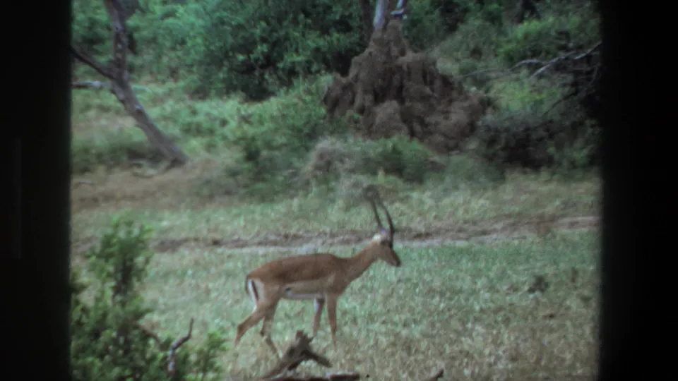 1969 Pretoria frame showing an impala moving through grassy terrain with brush and a large termite-like mound behind it.