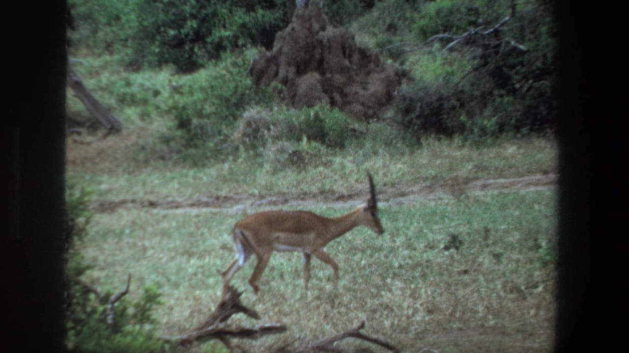 In 1969 Pretoria footage, a horned antelope walks through pale grass, framed by dark vehicle-window edges and background trees.