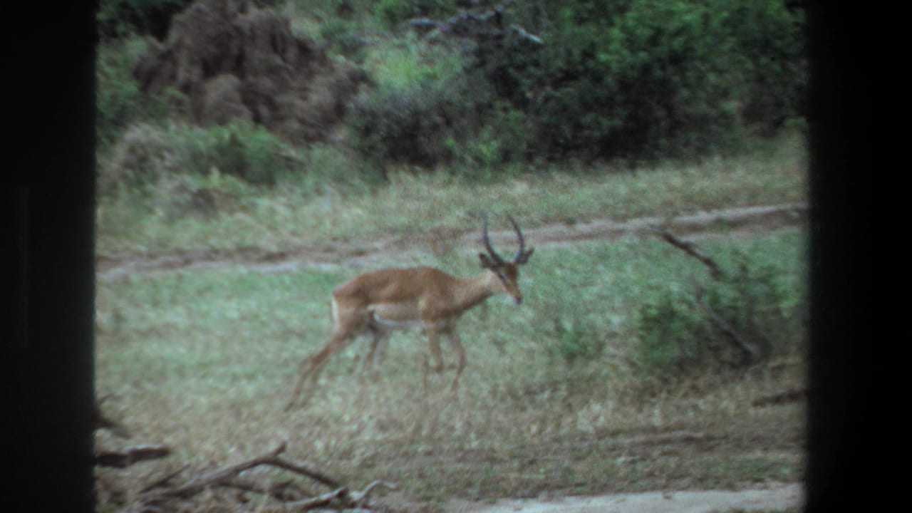 Horned antelope walking right near a dirt track and low brush.