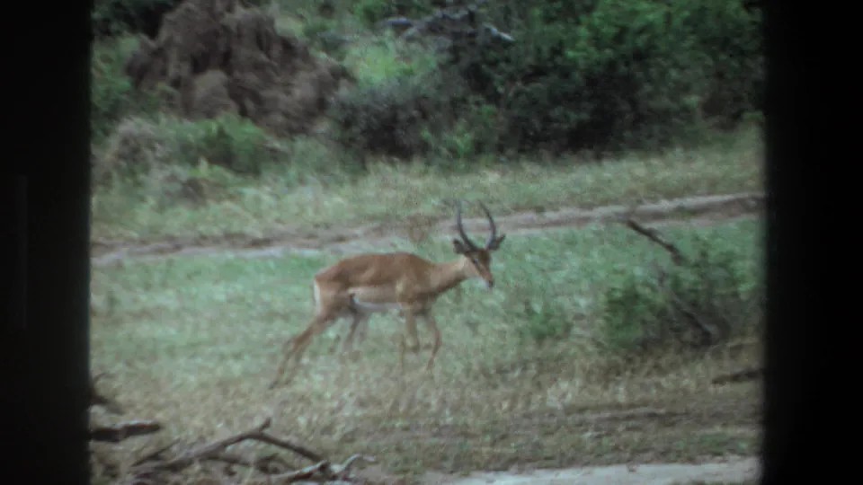 The antelope continues across the Pretoria landscape, with a dirt track, shrubs, and dark film or window borders around the frame.