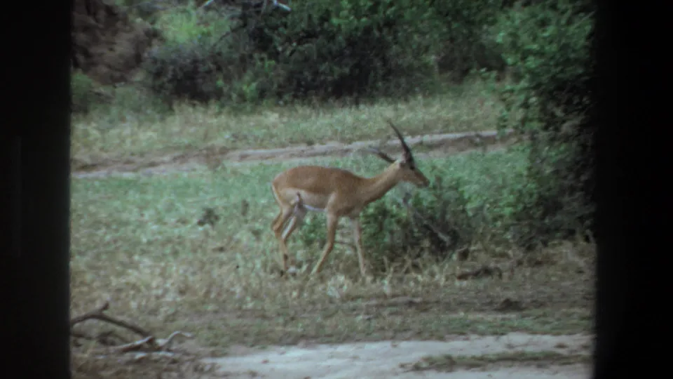 A horned antelope crosses a grassy clearing near bushes and bare earth in the 1969 Pretoria home-movie footage.