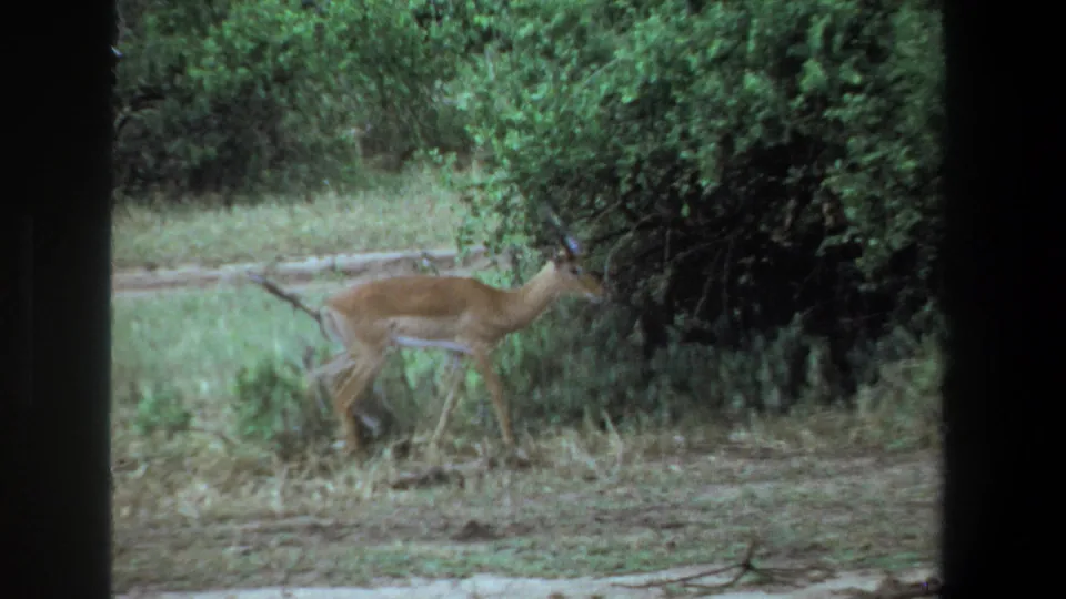 The antelope walks beside dense green brush in the Pretoria footage, with grass, bare soil, and dark frame edges visible.