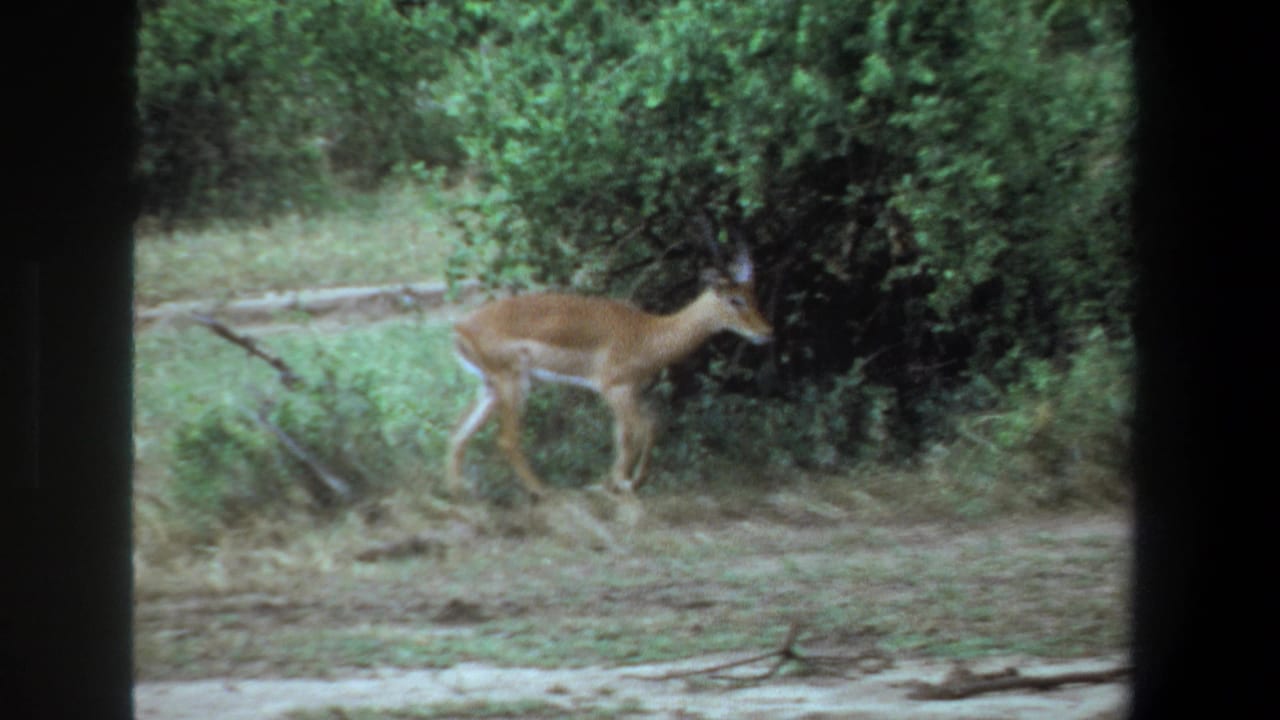 1969 Pretoria home-movie frame showing an impala moving along a dirt path at the edge of thick green bush.