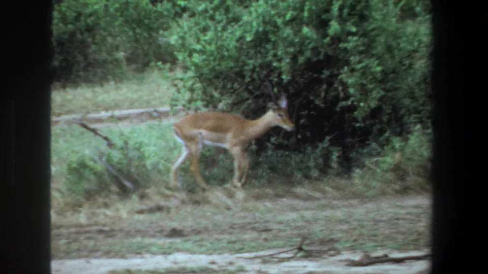 1969 Pretoria home-movie frame showing an impala moving along a dirt path at the edge of thick green bush.