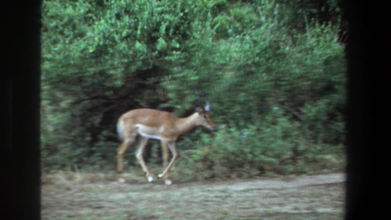 Impala in profile walking past brush on a pale dirt path.