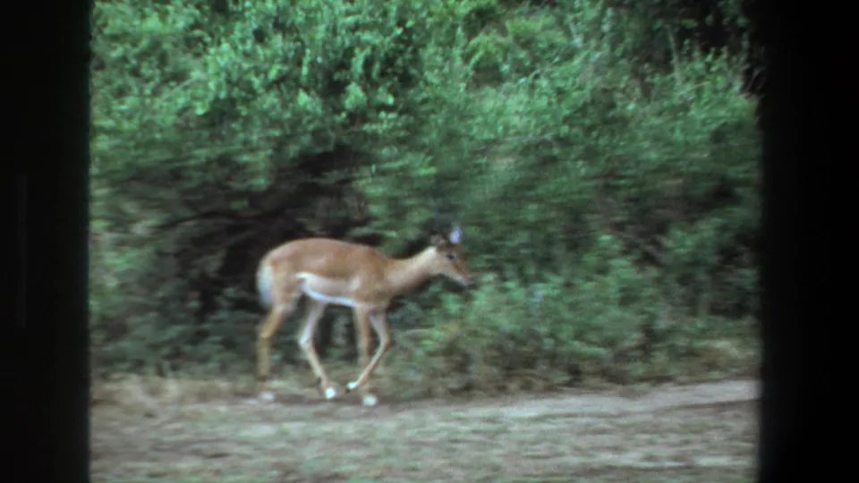 Impala seen in profile on a dirt path near dense vegetation in 1969 Pretoria home-movie footage.