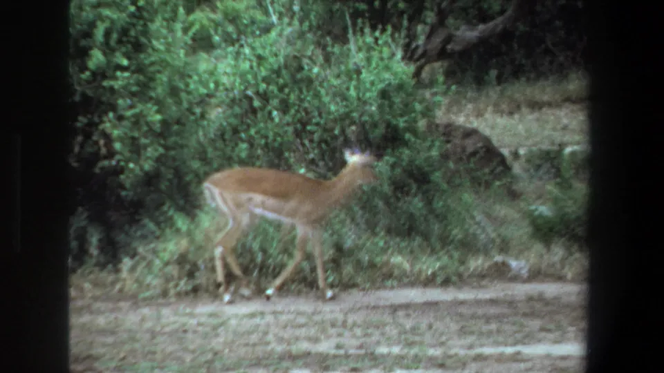 A soft 8mm frame shows the impala passing low shrubs and dry grass near Pretoria, South Africa.