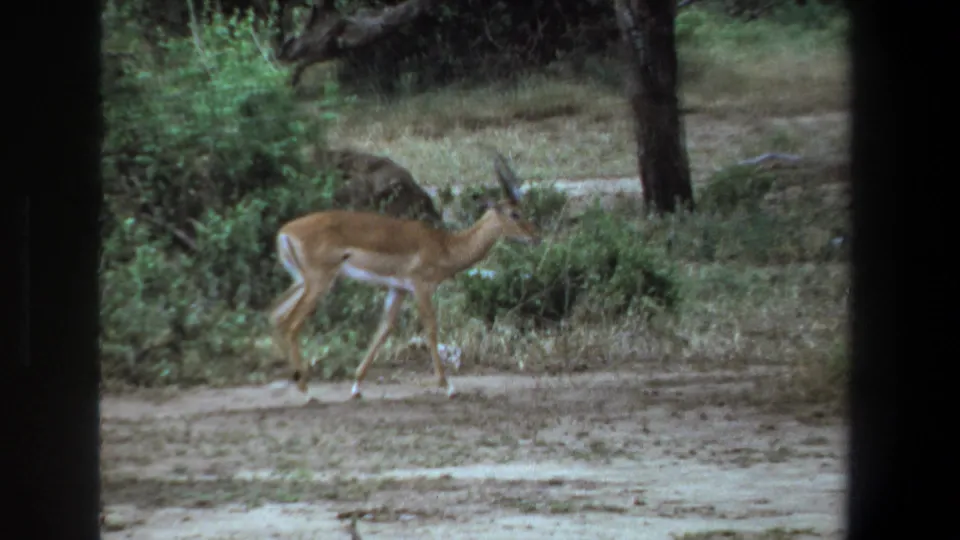 1969 Pretoria frame of an impala walking rightward across a dirt path with trees and dense brush in the background.