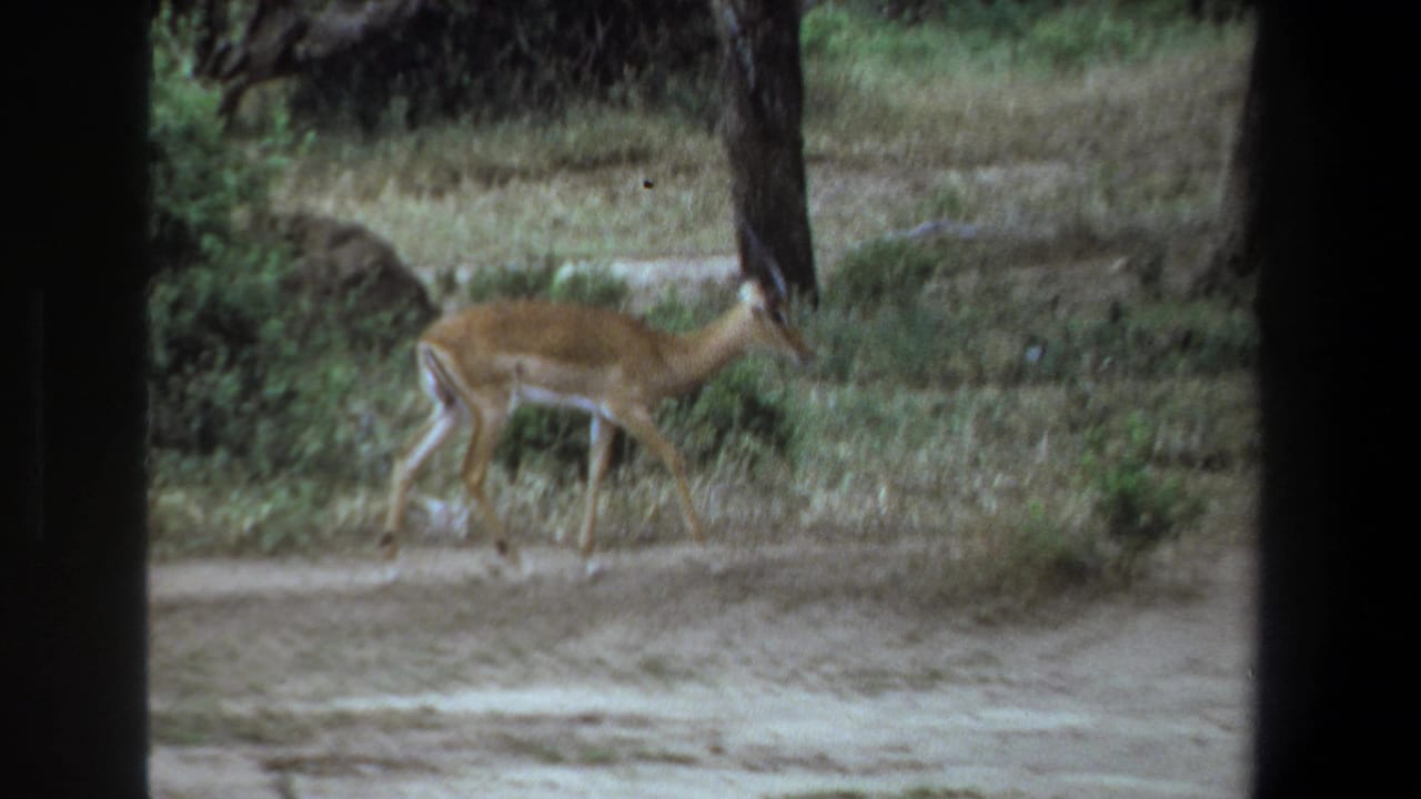 In 1969 Pretoria-area home-movie footage, an impala walks through dry savanna woodland with trees and low shrubs behind it.