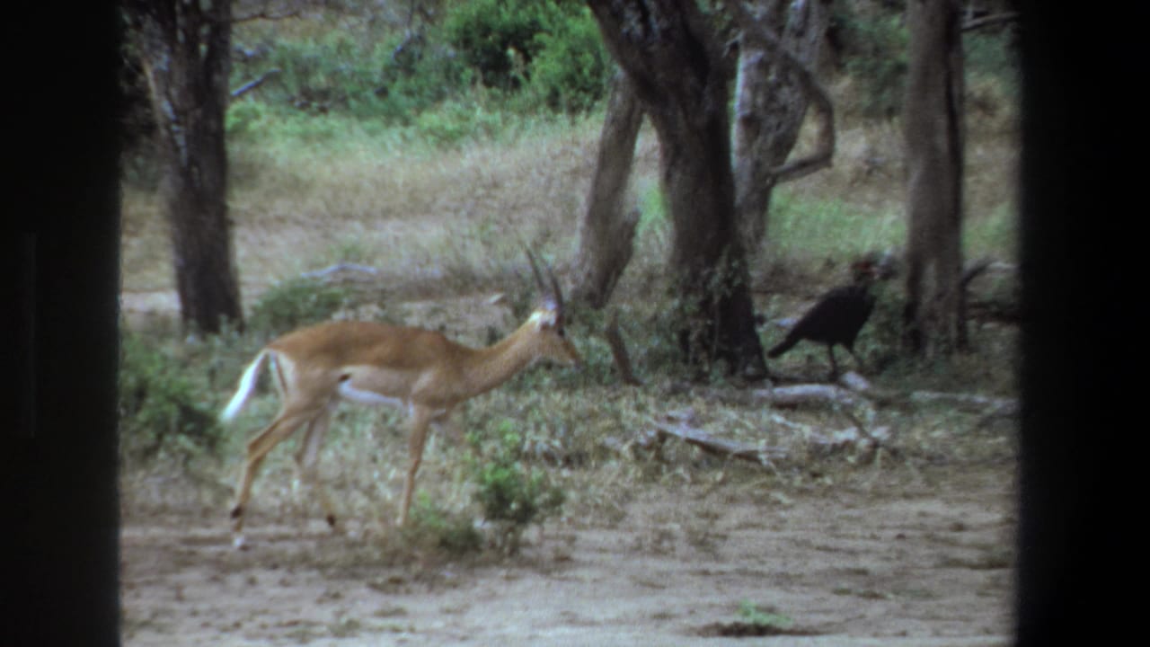 An impala crosses a wooded savanna clearing near Pretoria, South Africa, with a dark bird visible beside the trees.