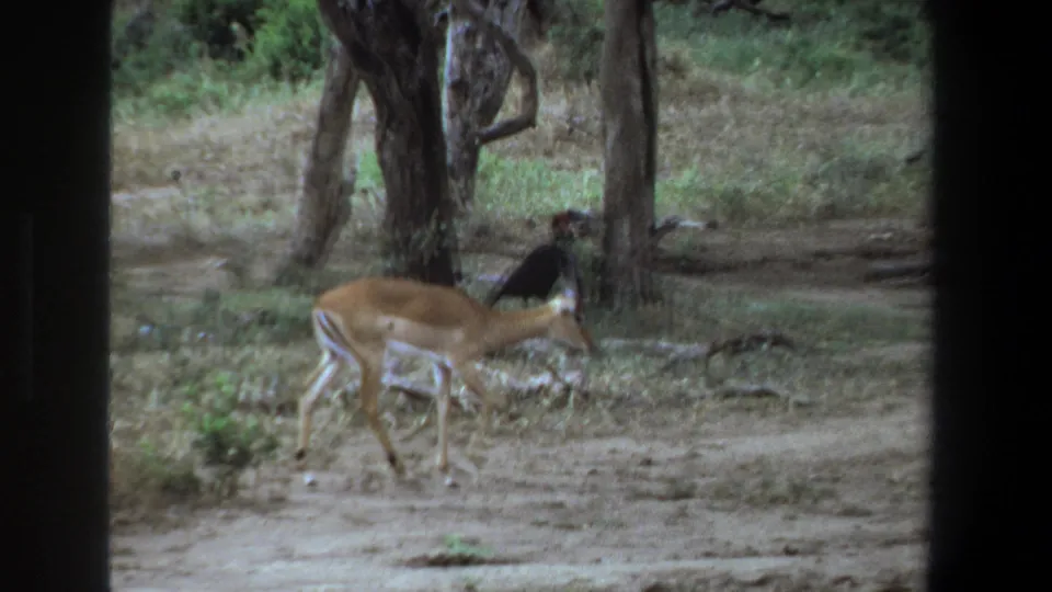 A 1969 Pretoria wildlife frame shows an impala with its head lowered near a dark bird among trees and scrub.