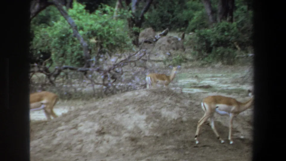 Two impala appear partly obscured around a low mound in dry Pretoria-area savanna woodland, with shrubs and trees in the background.