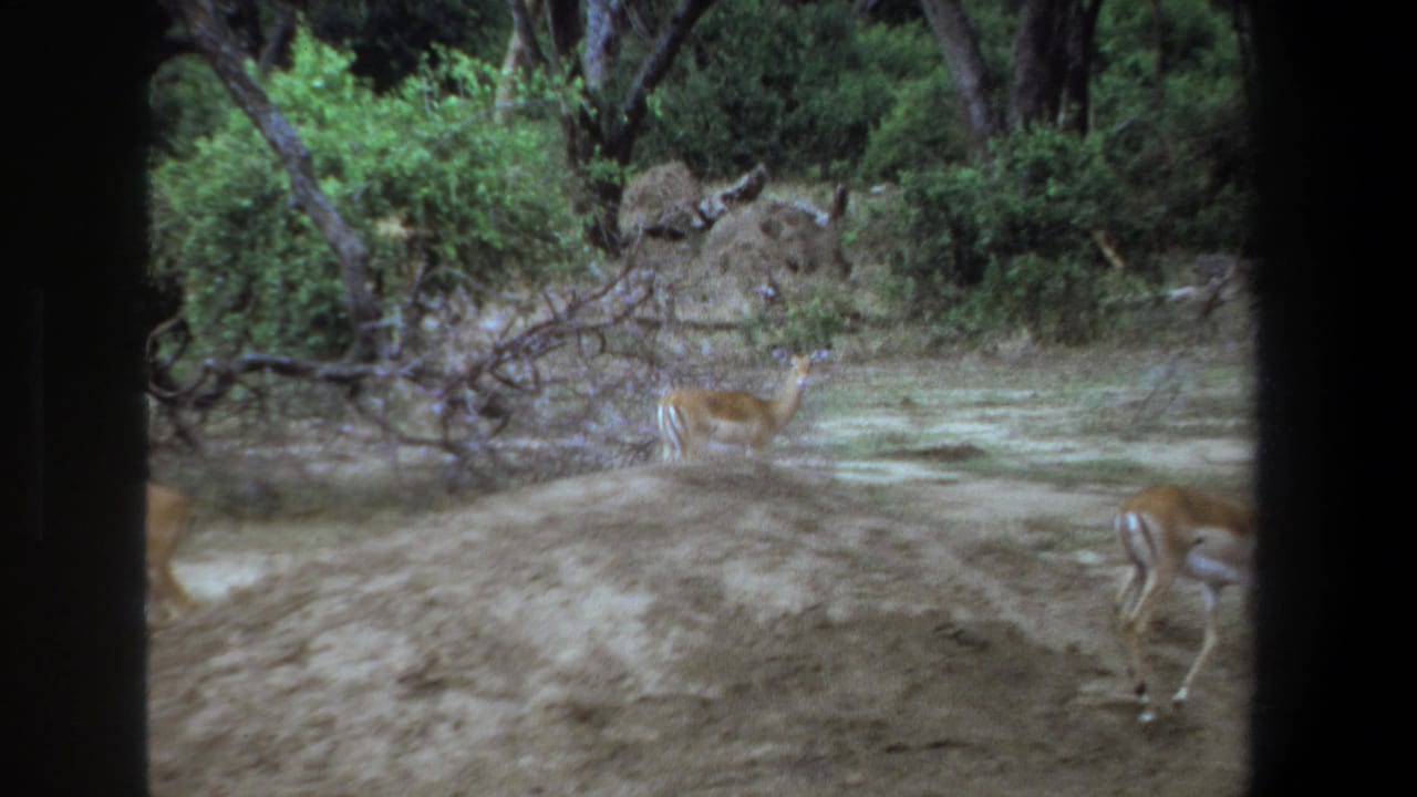1969 Pretoria home-movie frame showing impalas in a dry clearing bordered by shrubs and trees, filmed through dark vertical edges.