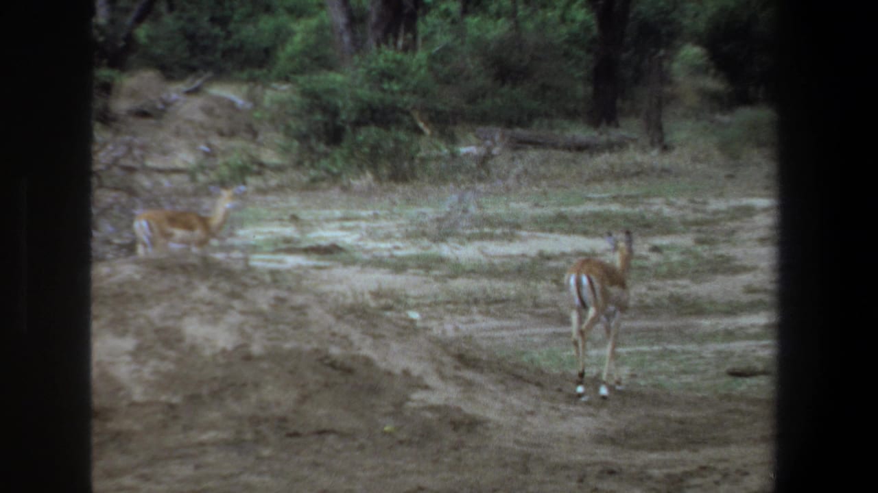 Impalas graze and walk near trees in a scrubby clearing.