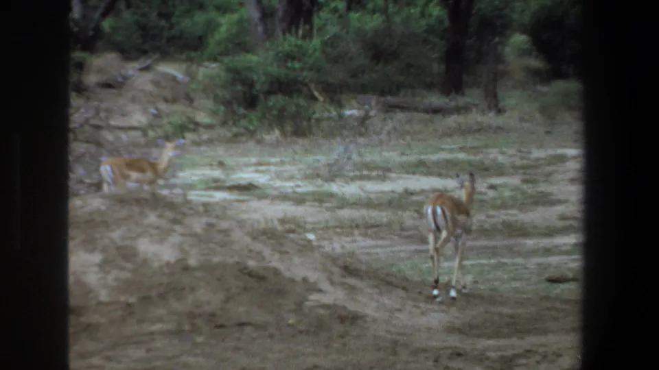 1969 Pretoria wildlife frame with impalas spread across a sandy, shrub-lined clearing, seen from a partially obstructed vehicle view.
