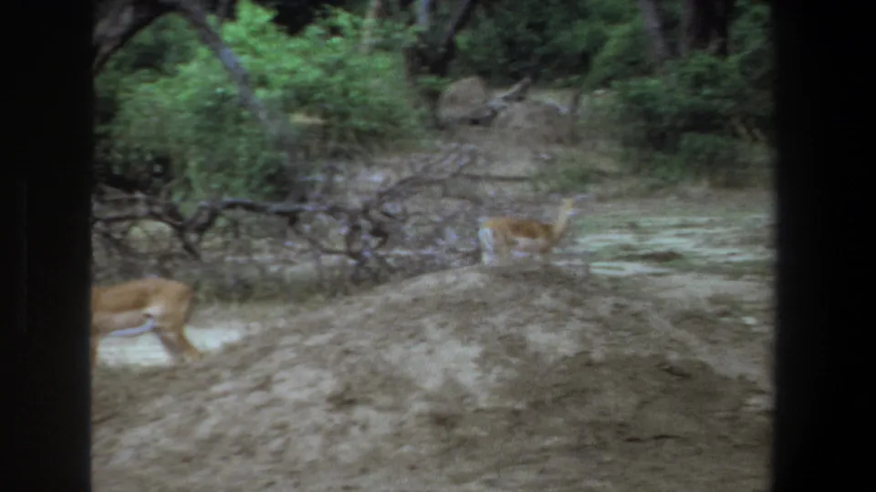 1969 Pretoria 8mm frame showing impalas moving across pale ground beneath trees, with soft focus and visible film grain.