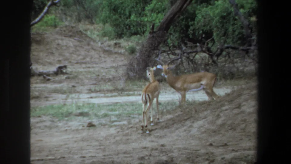 1969 Pretoria frame with two impalas close together near a tree trunk, surrounded by sandy ground, shrubs, and woodland shade.
