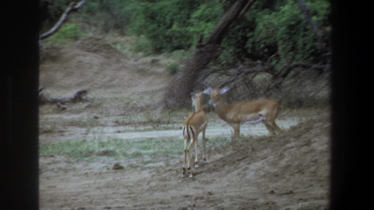 Two antelope stand alert in a dry savanna setting near Pretoria, South Africa, in 1969 home-movie footage.
