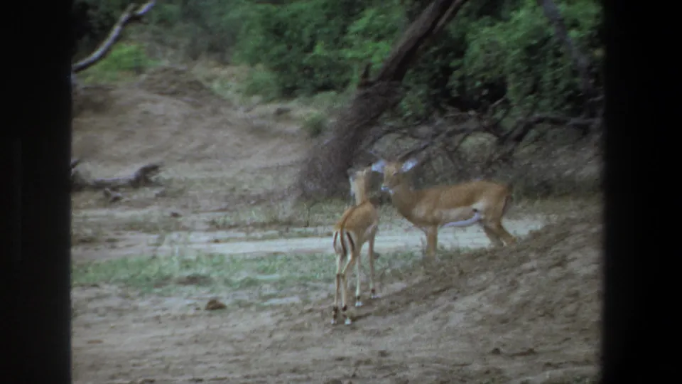 Two antelope stand alert in a dry savanna setting near Pretoria, South Africa, in 1969 home-movie footage.