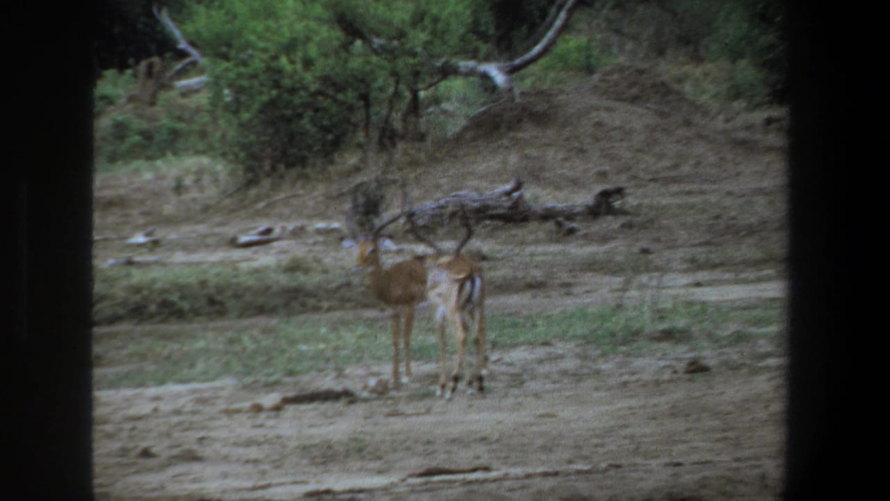 Two antelope stand with their backs partly toward the camera in 1969 Pretoria wildlife footage, framed by scrub and fallen branches.