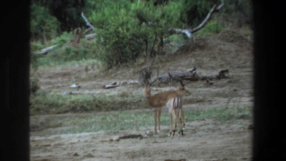 Two antelope stand close together in the dry scrub landscape shown in the 1969 Pretoria 8mm footage.