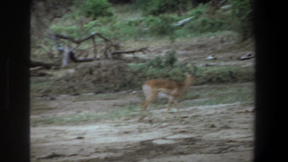 One antelope moves through the dry Pretoria savanna setting in a soft, grainy 1969 8mm frame.
