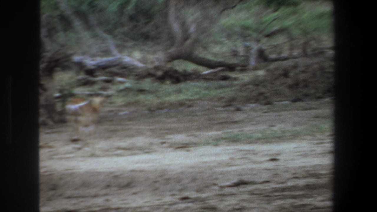 1969 Pretoria home-movie frame showing an antelope crossing a dusty clearing with sparse trees and heavy 8mm blur.