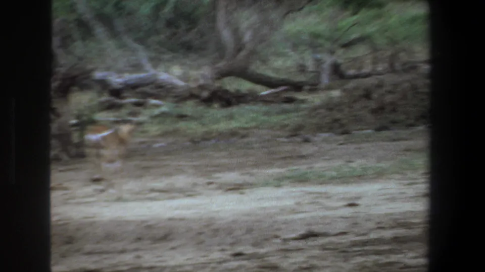 1969 Pretoria home-movie frame showing an antelope crossing a dusty clearing with sparse trees and heavy 8mm blur.