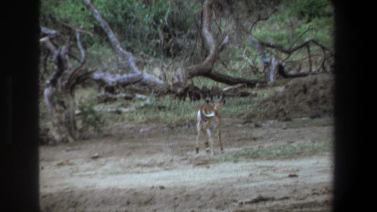 A standing antelope appears near trees and brush in a dry open area.