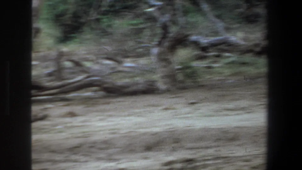 Motion-blurred 1969 Pretoria home-movie frame of antelope movement across a dry clearing with fallen branches.